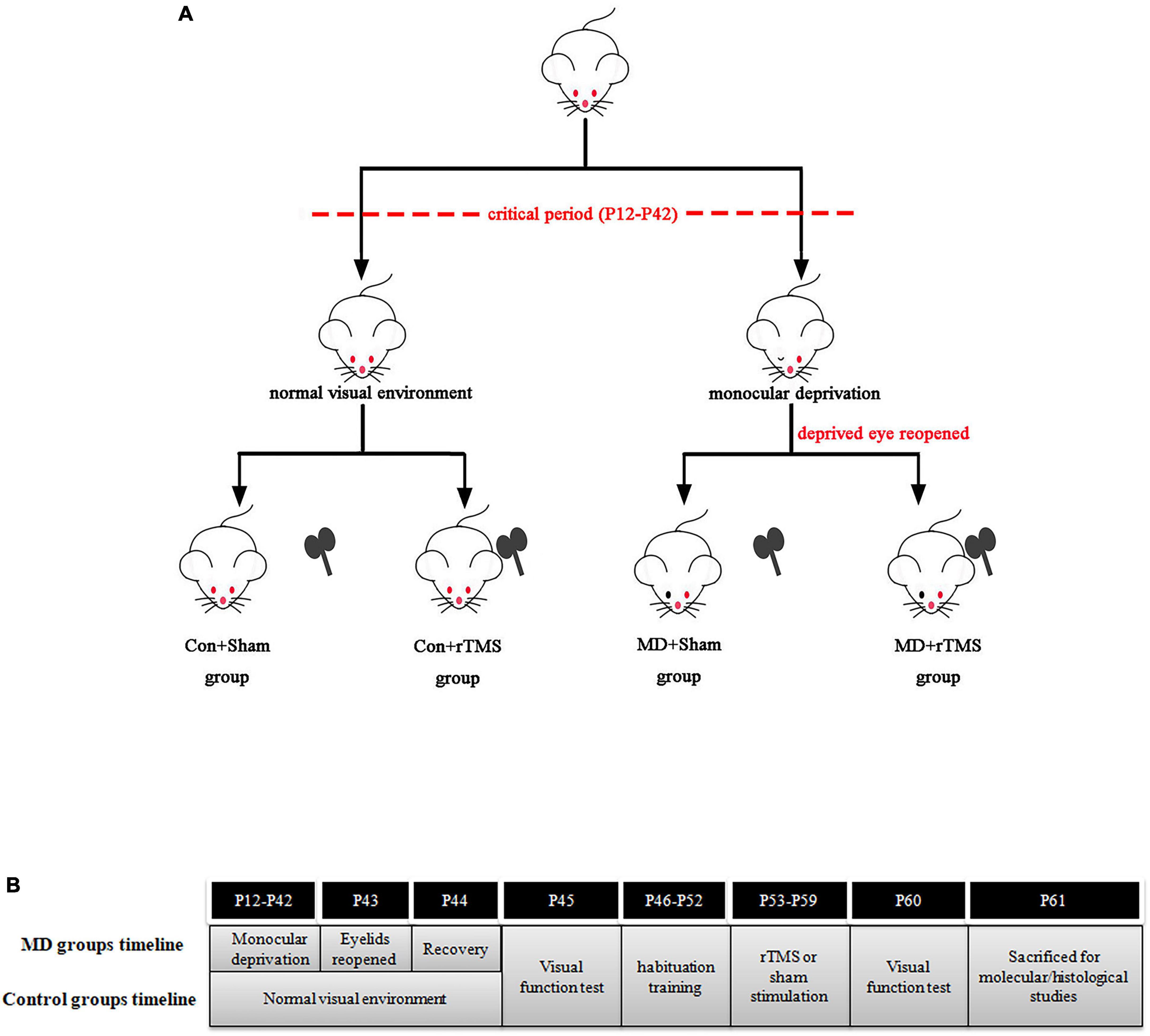 Low frequency repetitive transcranial magnetic stimulation promotes plasticity of the visual cortex in adult amblyopic rats